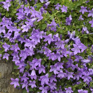 Campanula portenschlagiana Iris