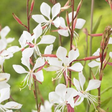 Gaura lindheimeri White 9cm pot