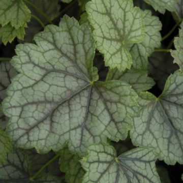 Heuchera Americana Mavelous Marble 13 cm