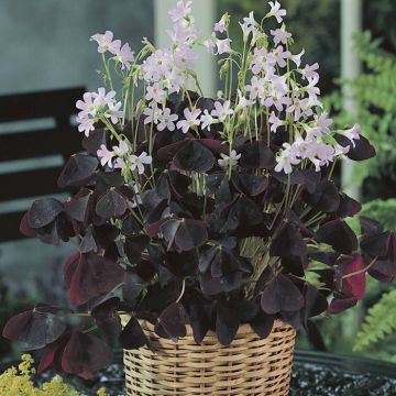 Oxalis triangularis