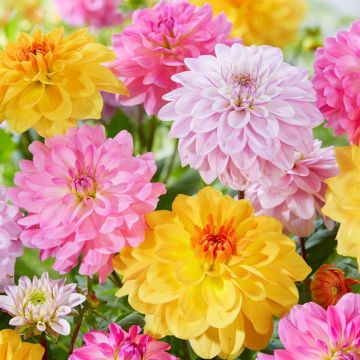 Dahlia Mix 13 cm pot
