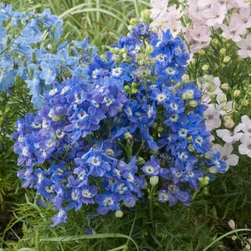 Delphinium grandiflorum Blue