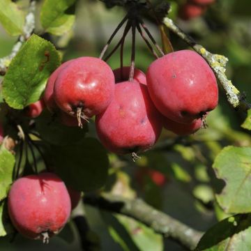 Ornamental Malus Neville Copeman 150 cm
