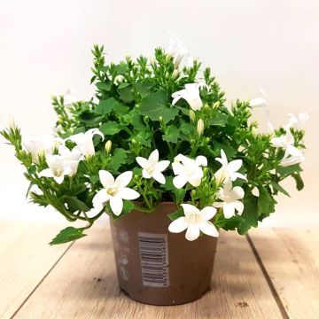 Campanula Porto Ice White