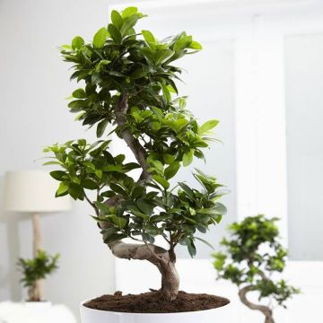 Ficus Ginseng