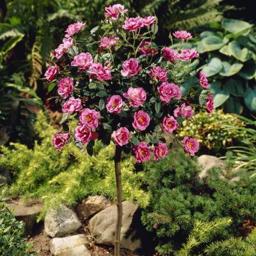 Standard Rose Pink 19 cm pot