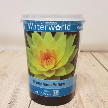 Nymphaea Yellow