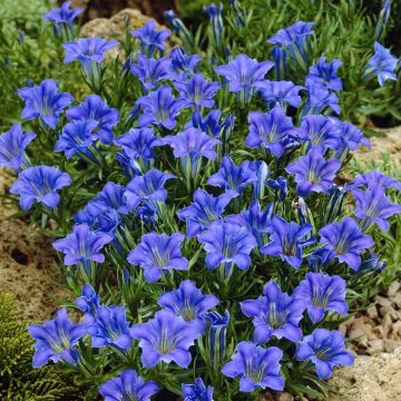 Gentiana sino- Ornata P13
