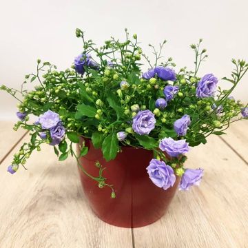 Campanula H Blue Bali