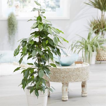 Ficus Benjamina Exotica