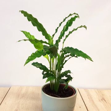 Calathea Rufibarba Elgergrass