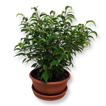 Ficus Natasja 23 cm Schaal