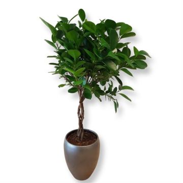 Ficus (microcarpa) 'Moclame' Op stam P1