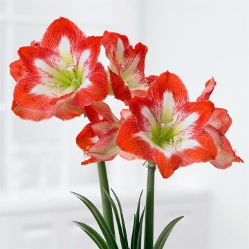 Amaryllis Minerva V2