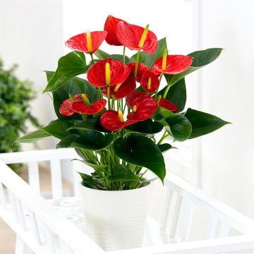 Anthurium rood v2