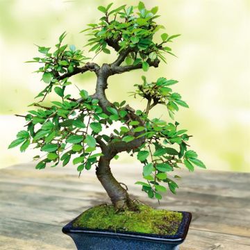 Bonsai Ulmus parvifolia in S-vorm