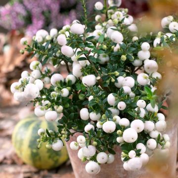 Gaultheria Pernettya Parelbes Wit
