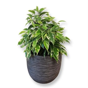 Ficus benjamina kinky Variegated