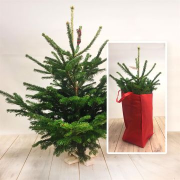 Nordmann Kerstboom 100
