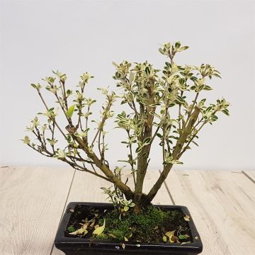 Bonsai Ligustrum Variegated