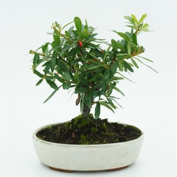 Bonsai Pyracantha