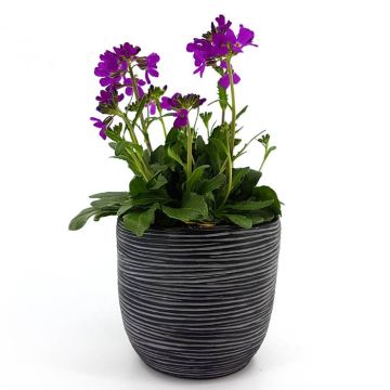 Arabis Rose Delight 13 cm