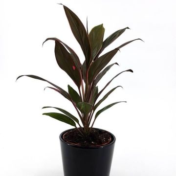 Cordyline fr Rumba
