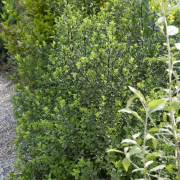 Ilex Crenata Caroline Upright 9 cm pot
