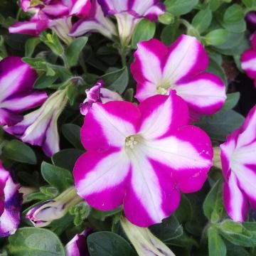 Petunia Bicolor