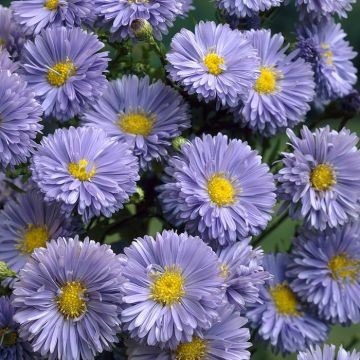 Aster novi-belgii Marie Ballard