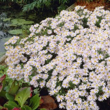 Aster Schneekissen