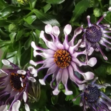 Osteospermum bicolor