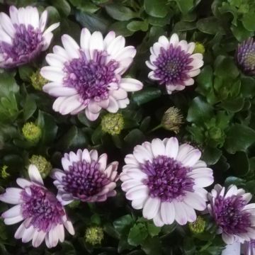Osteospermum Purple White