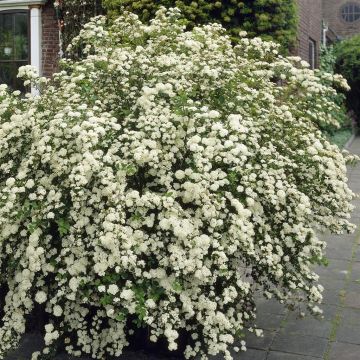 Spiraea nipponica Halwards Silver 9 cm p