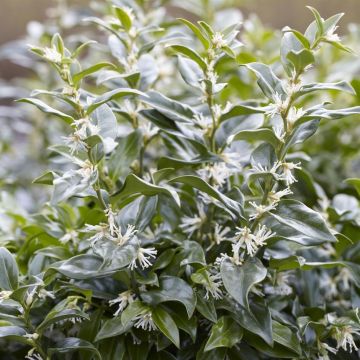 Sarcococca confusa 9 cm pot