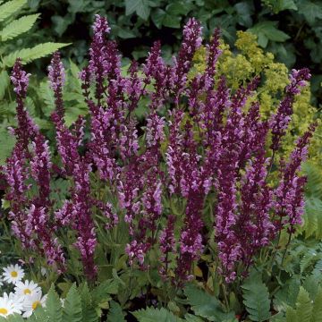 Salvia nemorosa Rose Queen
