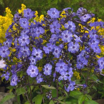 Phlox paniculata Blue Paradise