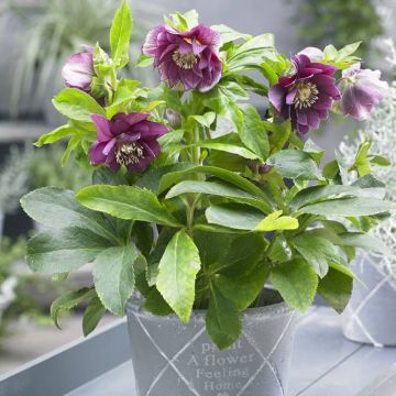 Helleborus or. dubbel EllenRed 9cm Pot