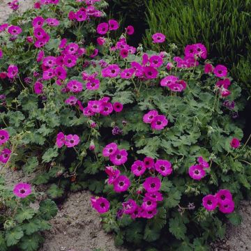Geranium Ann Folkard 9 cm pot