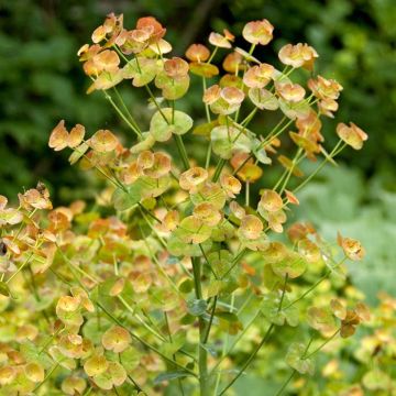 Euphorbia amygdaloides var. robbiae