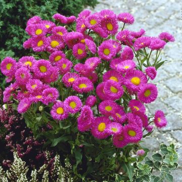 Erigeron Pink Jewel