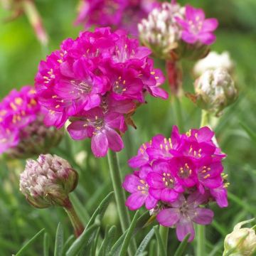 Armeria maritima Splendens 9 cm pot