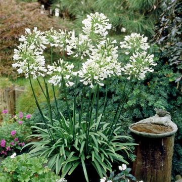 Agapanthus africanus Albus 9 cm pot