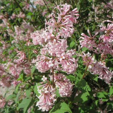 Syringa Josikae 9 cm pot