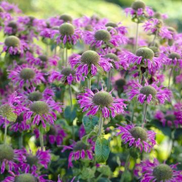Monarda Prarienacht