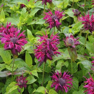 Monarda Kardinal