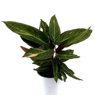 Calathea Triostar