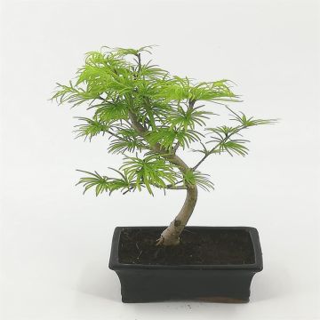 Bonsai pseudolarix 15 cm