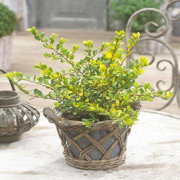 Ilex Crenata Golden Rock 19 cm pot