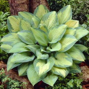 Hosta Paul's Glory 13 cm pot
